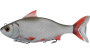 Мягкая приманка LIVETARGET Rudd Swimbait 190S-219 Natural/Pearl, 190мм, 118г - купить по доступной цене Интернет-магазине Наутилус